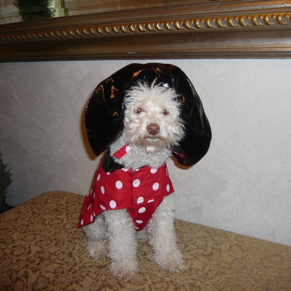 Meet your Posher, Justy